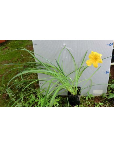 HEMEROCALLIS stella de oro