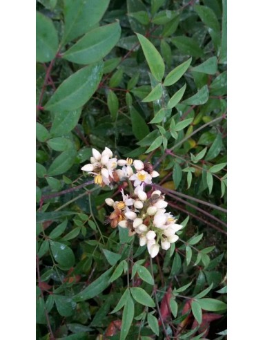 Nandina - Nandina domestica