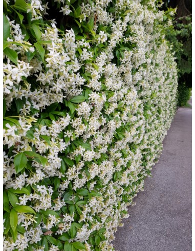 Rincospermo (falso gelsomino) - Rhyncospermum jasminoides - Trachelospermum